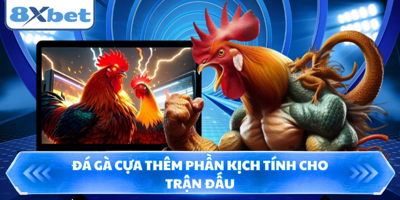 Đá gà cựa thêm phần kịch tính cho trận đấu